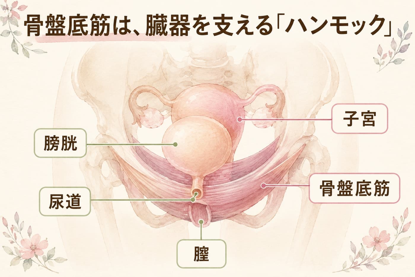 骨盤底筋の位置(骨盤の底でハンモックのように膀胱・子宮を支え、尿道と膣を締めている筋肉)